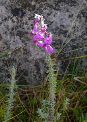 Calceolaria weberbaueriana