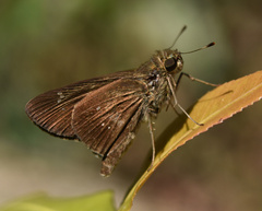Torbenlarsenia gemella