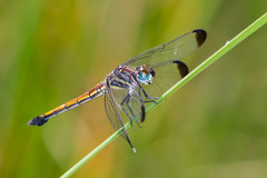 Cannaphila insularis