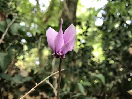 Ivy-leaved cyclamen