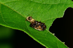 Acronicta alni