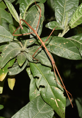 Bactricia bituberculata