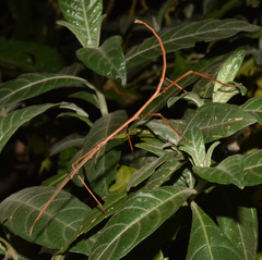 Bactricia bituberculata