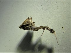 Uloborus glomosus