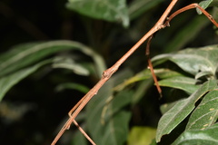 Bactricia bituberculata