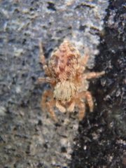 Pseudeuophrys vafra