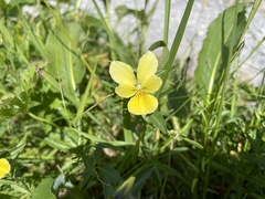 Viola lutea