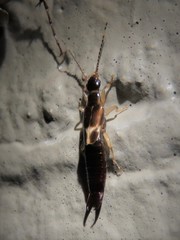 Euborellia cincticollis