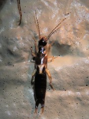 Euborellia cincticollis