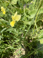 Viola lutea