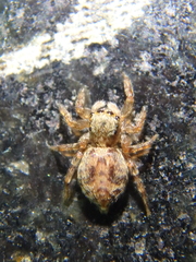 Pseudeuophrys vafra