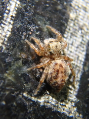 Pseudeuophrys vafra