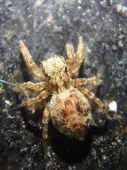 Pseudeuophrys vafra