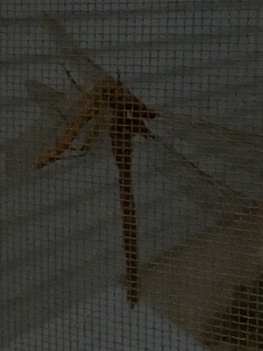 Fawn Darner photo 3