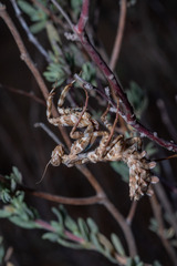 Blepharopsis mendica