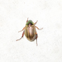 Anomala viridicostata