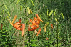 Lilium michiganense