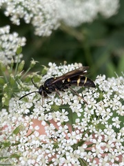 Argogorytes mystaceus