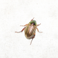 Anomala viridicostata