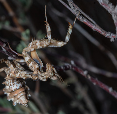 Blepharopsis mendica