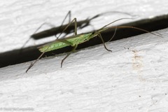 Megaloceroea recticornis