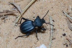 Scaurus puncticollis