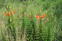 Lilium michiganense