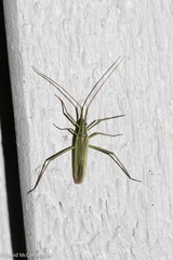 Megaloceroea recticornis