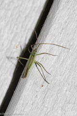 Megaloceroea recticornis