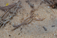 Androctonus amoreuxi