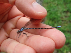 Argia elongata