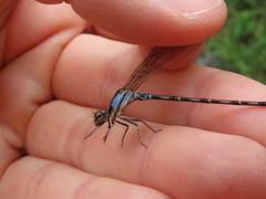 Argia elongata