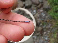 Argia elongata