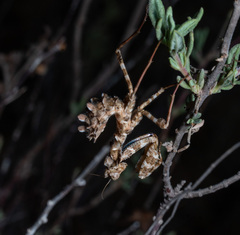 Blepharopsis mendica