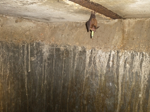 Common Big-eared Bat