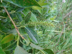 Salix pentandra