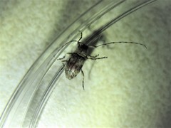 Leptostylus cretatellus