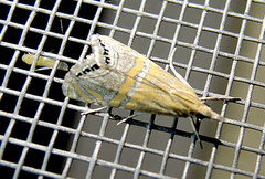 Euchromius bella