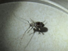 Leptostylus cretatellus