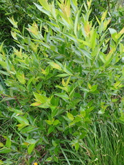 Salix pentandra