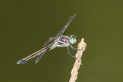 Cannaphila insularis