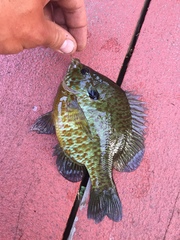 Lepomis gibbosus × macrochirus