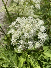 Peucedanum ostruthium