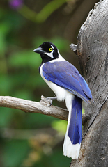 Cyanocorax mystacalis