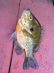 Lepomis gibbosus × macrochirus