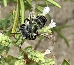 Megachile albitarsis