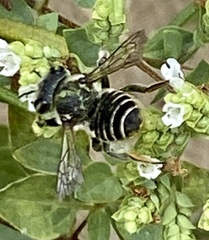 Megachile albitarsis