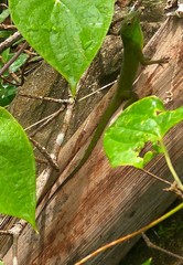 Anolis evermanni