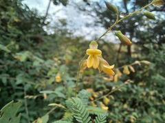 Aeschynomene mimosifolia