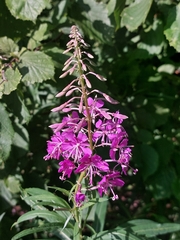Chamaenerion angustifolium